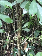 Machilus chekiangensis