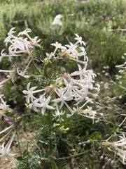 Ipomopsis aggregata candida