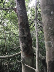 Machilus chekiangensis