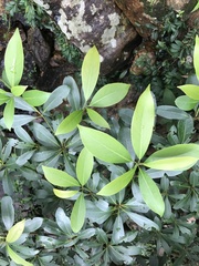 Machilus chekiangensis