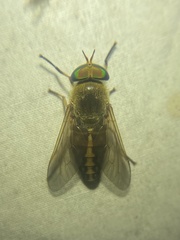 Tabanus fulvulus