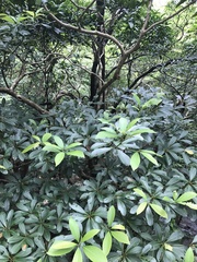 Machilus chekiangensis