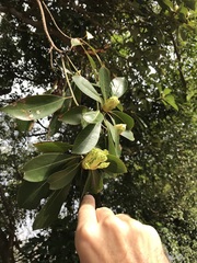 Machilus chekiangensis