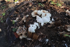 Fuligo septica candida