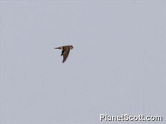 Aerodramus germani