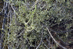 Aspalathus ternata
