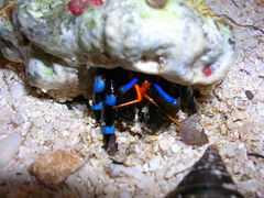Calcinus elegans