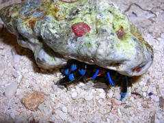Calcinus elegans