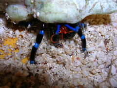 Calcinus elegans