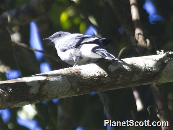 Indochinese Cuckooshrike photo