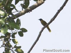 Brachypodius melanocephalos