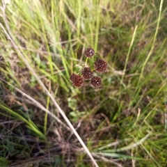 Juncus megacephalus