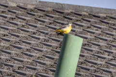 Motacilla cinerea