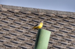 Motacilla cinerea