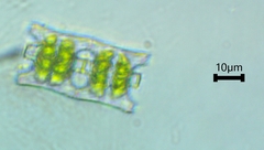 Desmidium baileyi