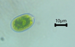 Chlamydomonadales