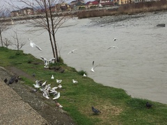 Chroicocephalus ridibundus