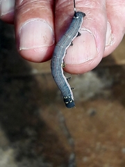 Isognathus allamandae