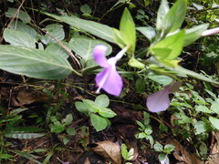 Dicliptera bivalvis