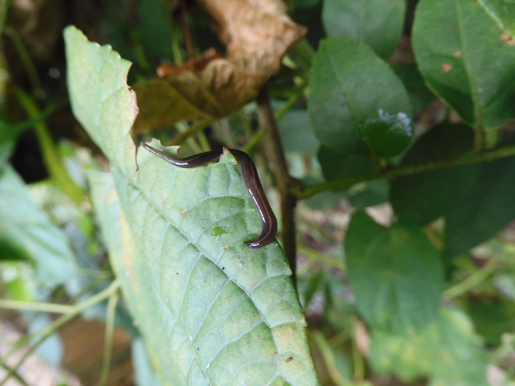 New Guinea Flatworm from Seng Chew Quarry, Sg on September 24, 2020 at ...