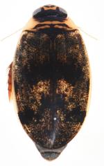 Rhantaticus congestus