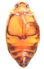 Rhantaticus congestus