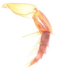 Rhantaticus congestus