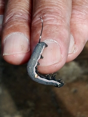 Isognathus allamandae