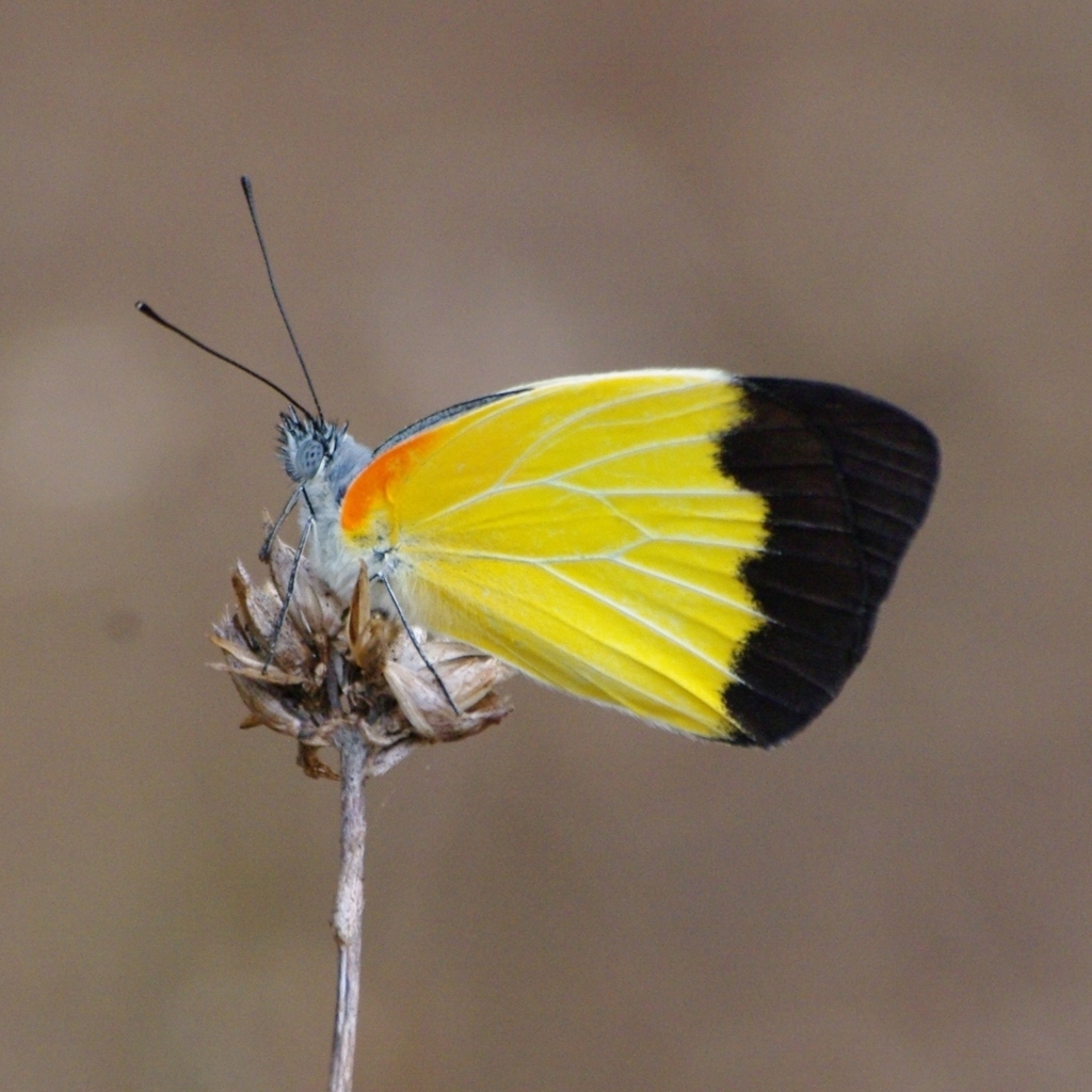 Belenois helcida