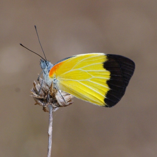Belenois helcida