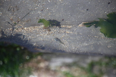 Oligocottus maculosus