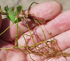 Marsilea ephippiocarpa