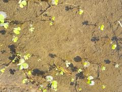 Marsilea ephippiocarpa