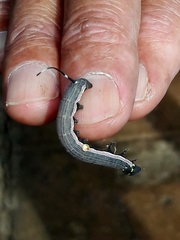 Isognathus allamandae