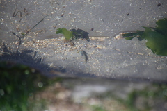 Oligocottus maculosus