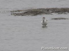 Calidris pygmaea
