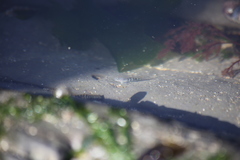 Oligocottus maculosus