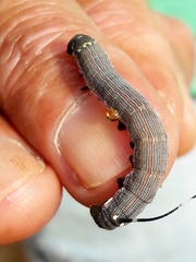 Isognathus allamandae