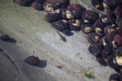 Oligocottus maculosus