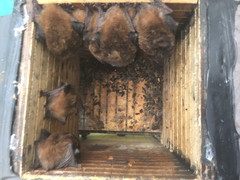 Chalinolobus gouldii