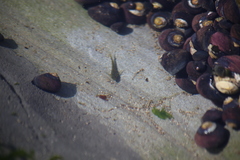 Oligocottus maculosus