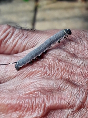 Isognathus allamandae