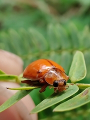Harmonia octomaculata