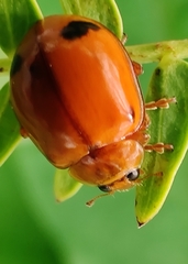 Harmonia octomaculata