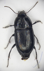 Amara lunicollis