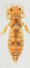 Paragomphus genei