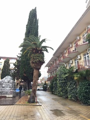 Phoenix canariensis