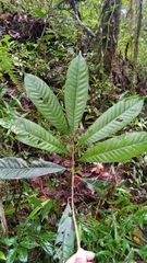 Chrysophyllum