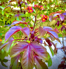 Jatropha gossypiifolia