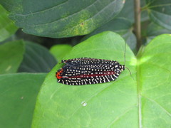 Cerace xanthocosma